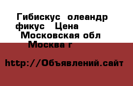 Гибискус, олеандр, фикус › Цена ­ 1 500 - Московская обл., Москва г.  »    